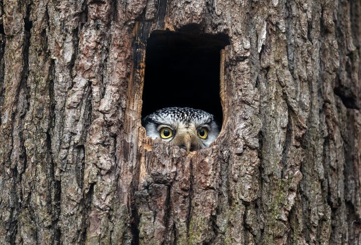 An owl looking from the whole in the tree.
