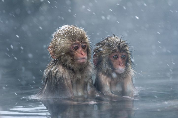 Two monkeys looking perplexed in a hot spring in winter near Nagano, Japan