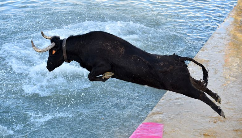 A stock photo of a black bull jumping to the water.