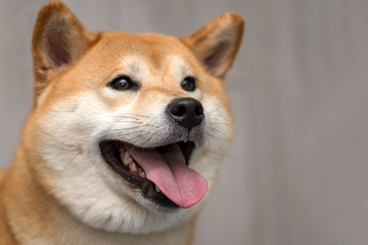 A stock image of smiling akita dog.