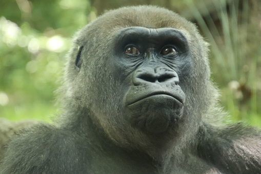Gorilla face pouting looking