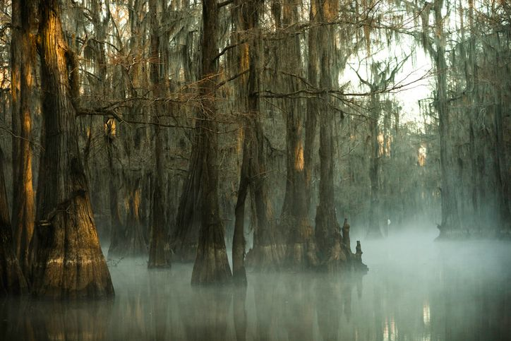 An eerie swamp in Texas