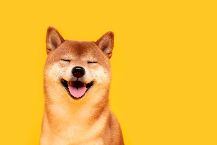 A stock photo featuring smiling Shiba Inu dog on the yellow background.