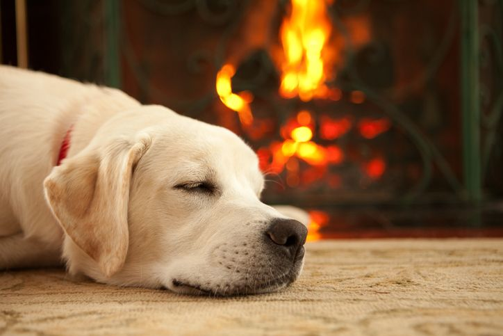 A stock photo of a labrador puppy sleeping in front of the fireplace. 