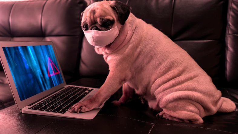 Cute pug dog wearing surgical mask using computer notebook security breach concept. 