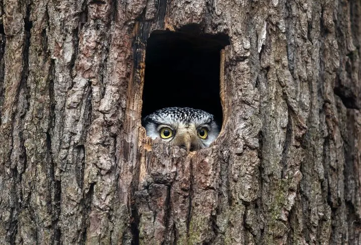 An owl looking from the whole in the tree.