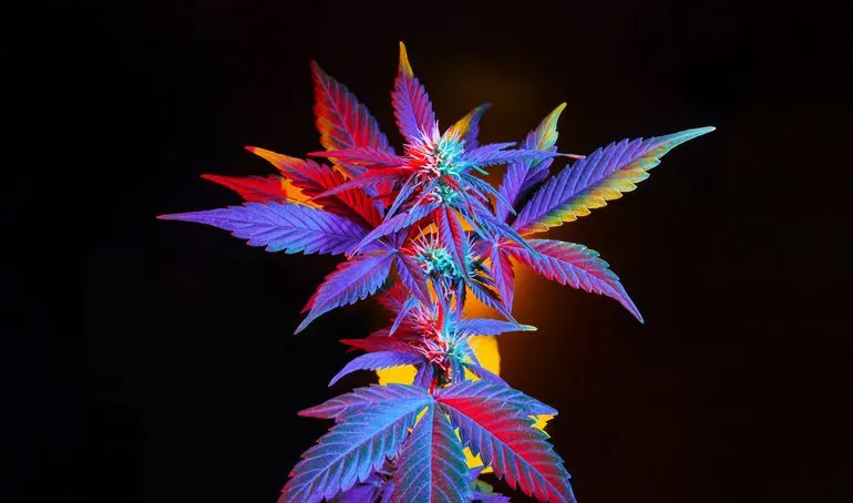 Marihuana plant