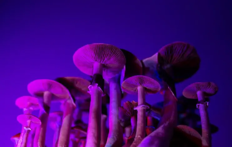 Mushrooms in neon light. 