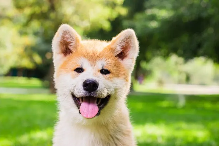 A stock image of a smiling Shiba Inu puppy.