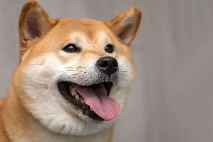A stock image of smiling akita dog.