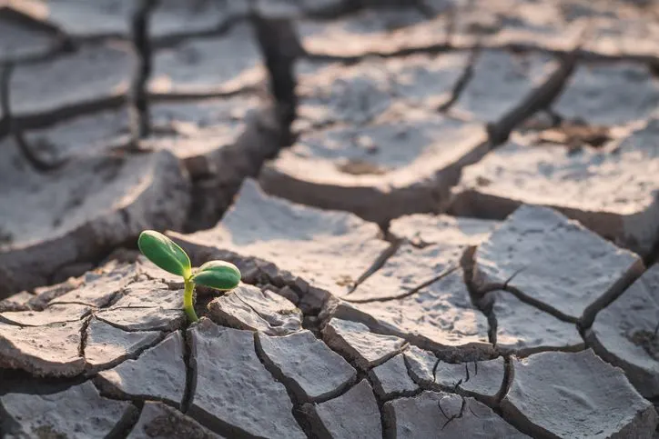 A tiny green sprout rising from the dry ground. 