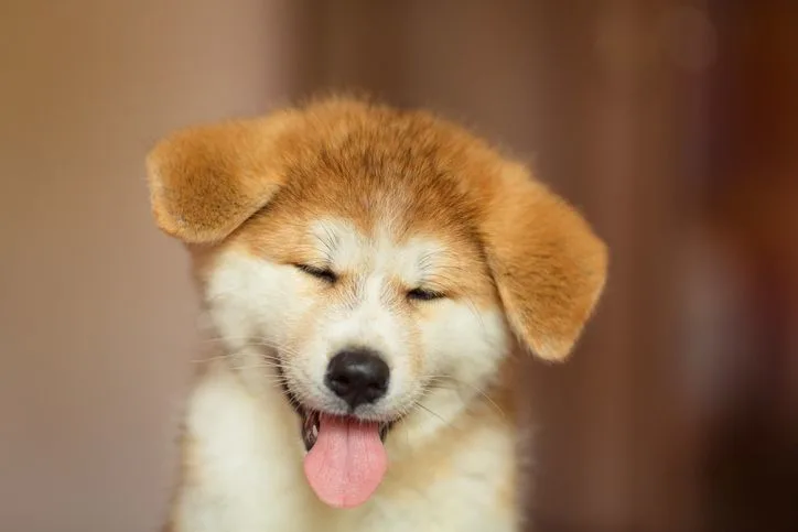 A stock photo featuring a smiling Shiba Inu puppy.