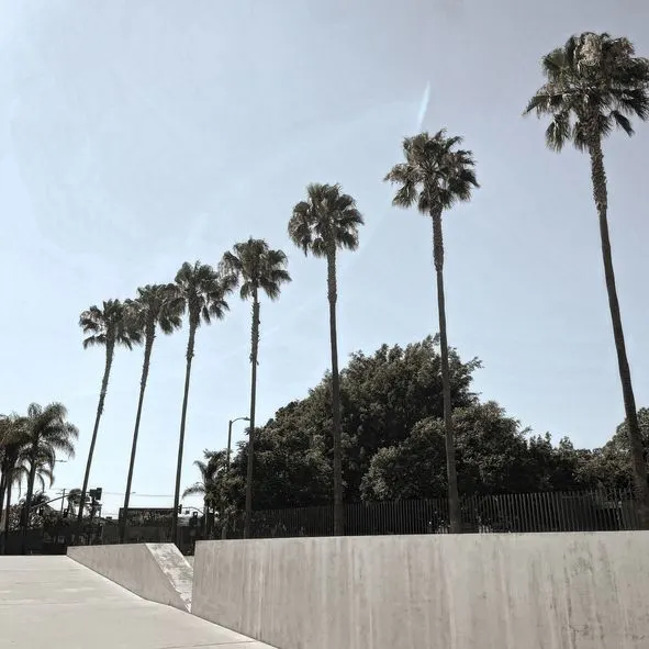 LACMA palm trees