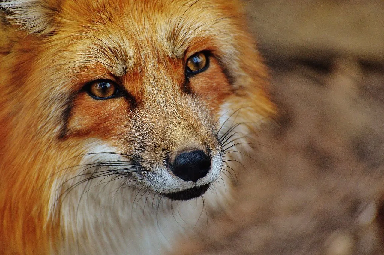 Red fox