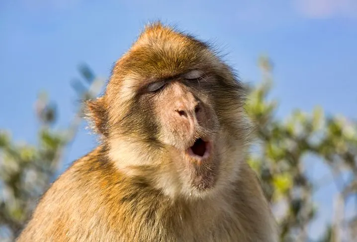 A monkey appearing to be singing