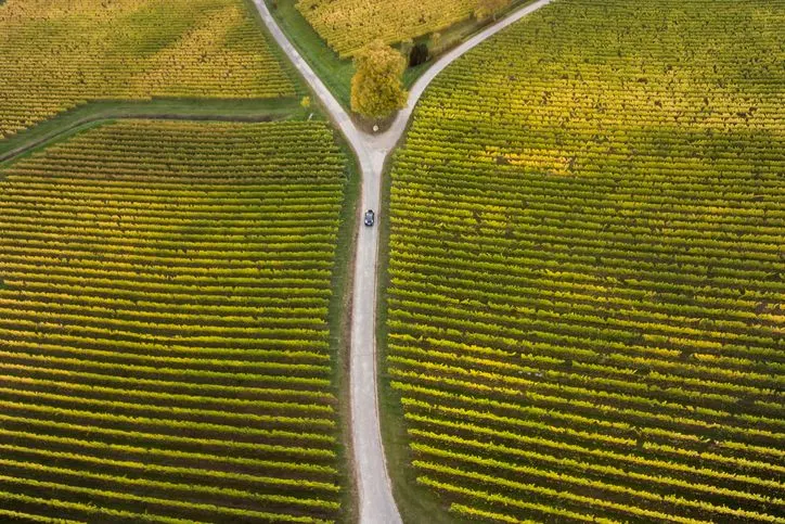 An aerial view of a forked road. 