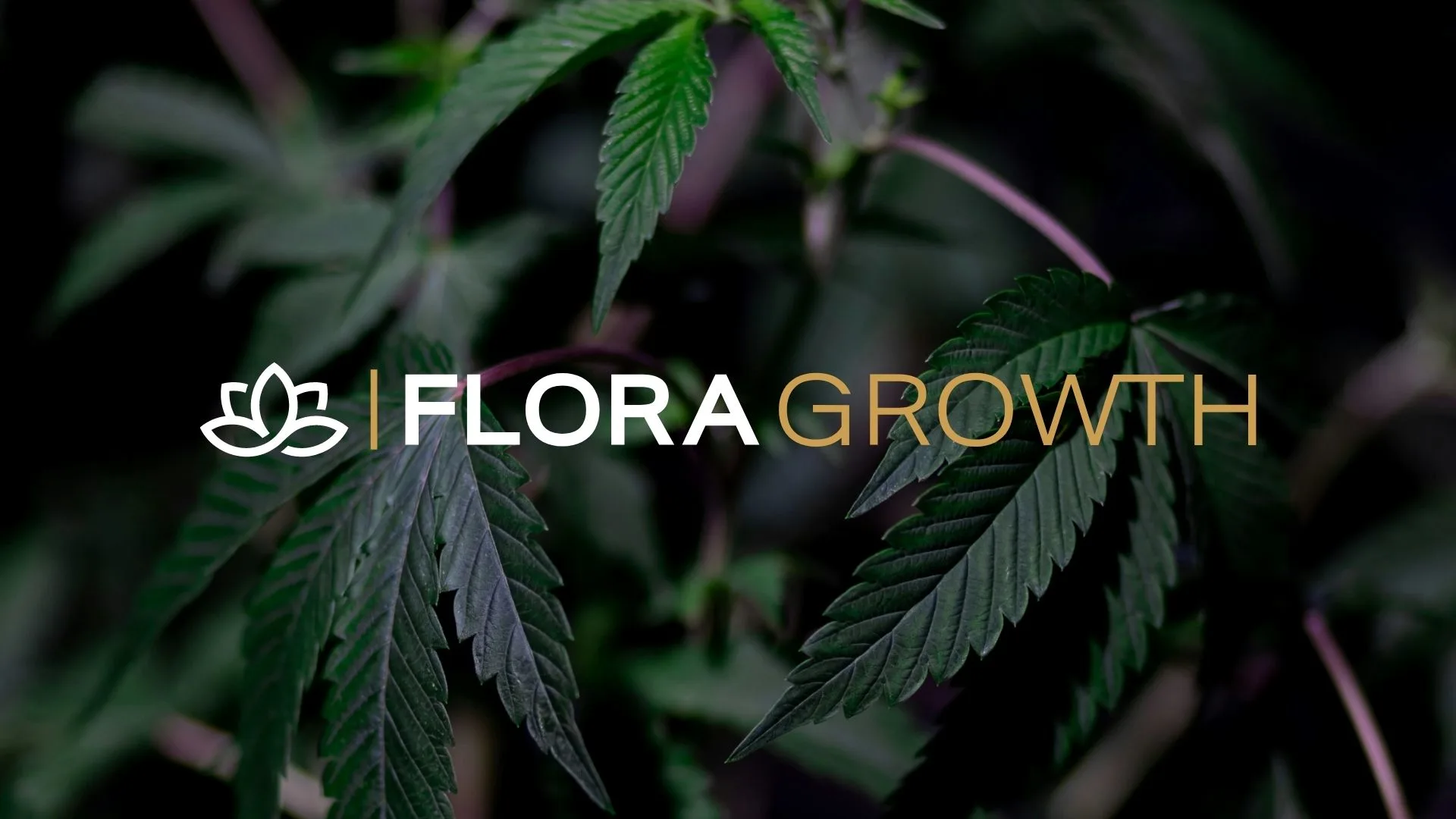 Cannabis Producer Flora Growth Secures $401M to Expand Into Blockchain and AI. Image: Shutterstock