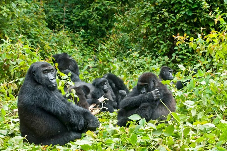 Family of gorillas chilling in the trees