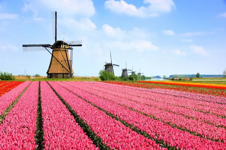 Rows of Dutch tulips and mills