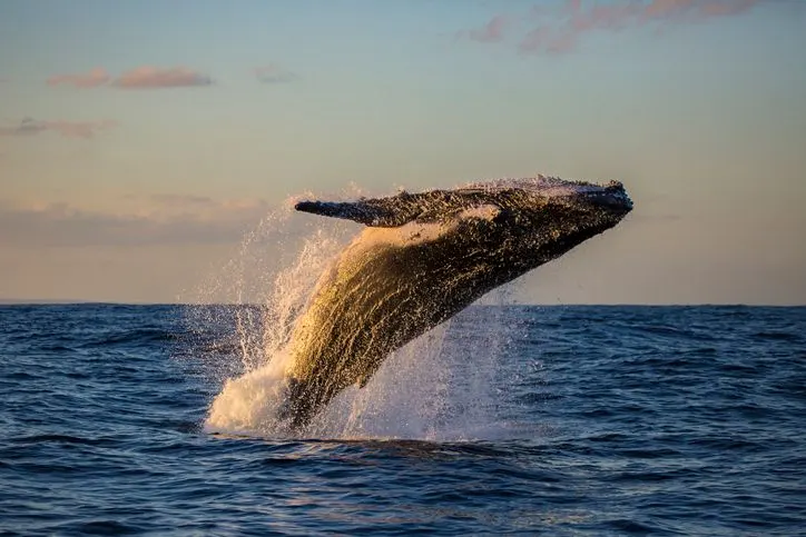 Humpback whale jumping into the sunset
