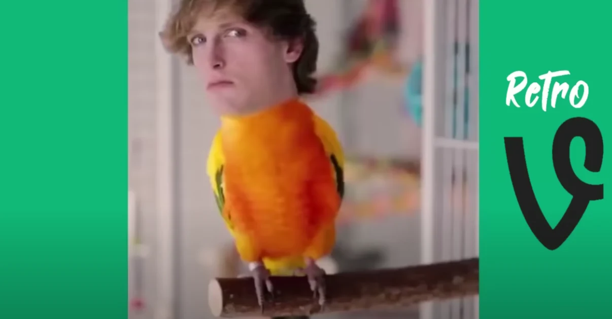 Logan Paul on Vine