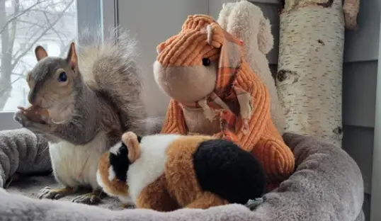 a cute squirrel next to a plush toy