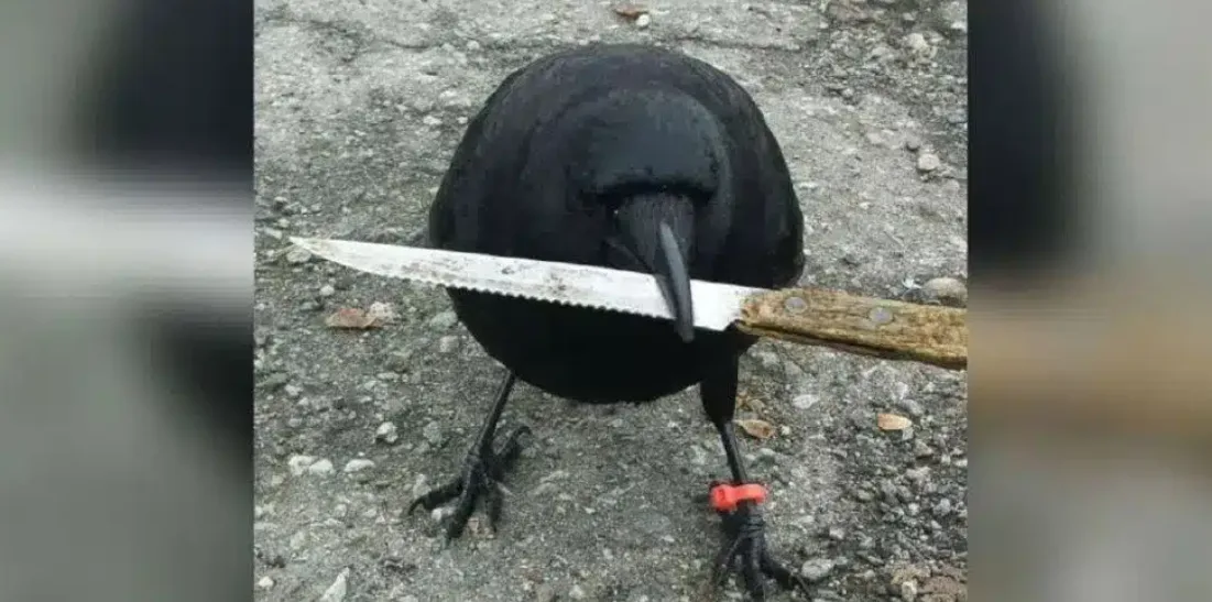 Crow with knife