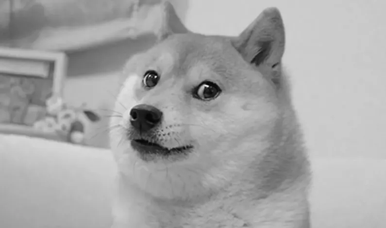 Shina Inu meme