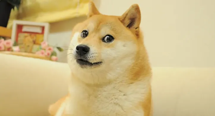DOGE meme