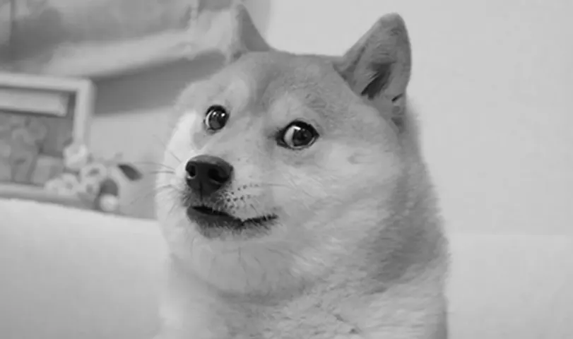Doge meme