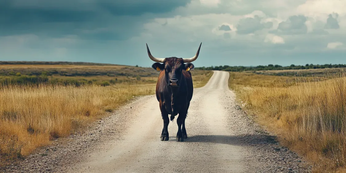 Bull