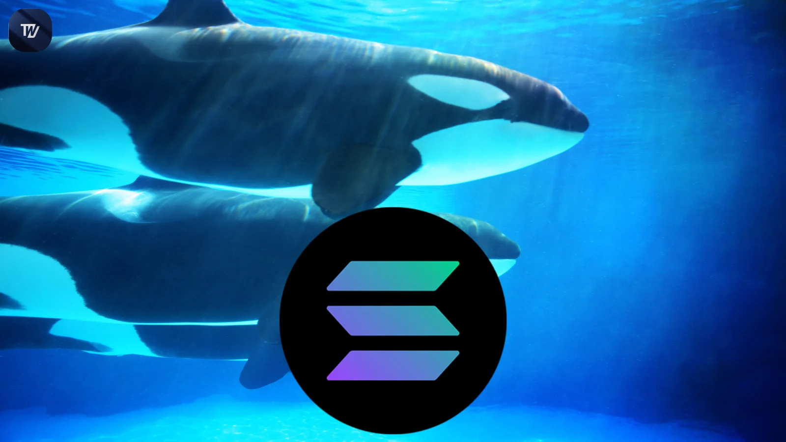 Whale Alert: $448M Moves as Crypto.com Strengthens Solana Infrastructure