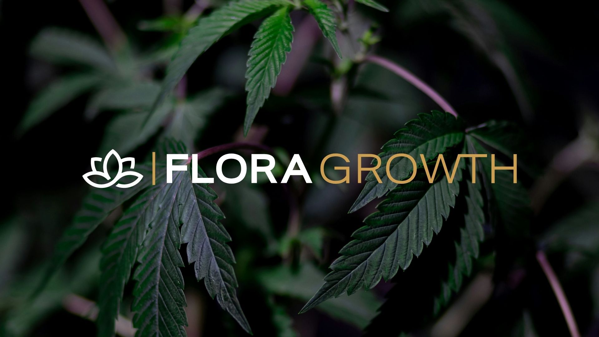 Cannabis Producer Flora Growth Secures $401M to Expand Into Blockchain and AI